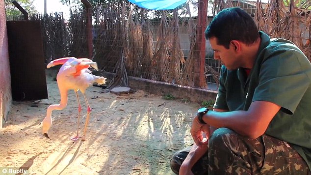 Zoo veterinarian Andre Costa said it was not known how long the leg of the flamingo was injured but that it needed to be amputated.Source: Ruptly