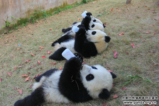 It's sole aim since its foundation in 1987 has been to breed baby Giant Pandas to ensure their survival. 