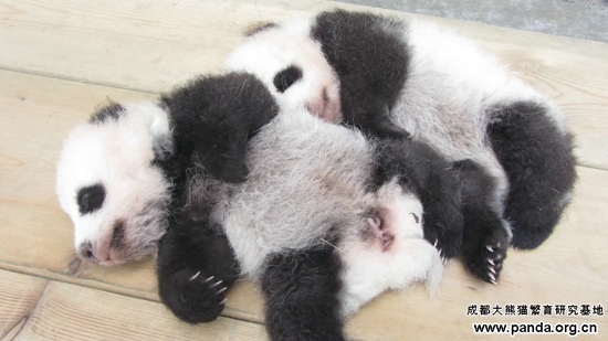 The Base provides a specialised breeding centre and nursery that breeds and raises new Giant Pandas in an aim to revitalise the dwindling population.