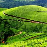 A view of the Munnar tea estate- Credits Ben John