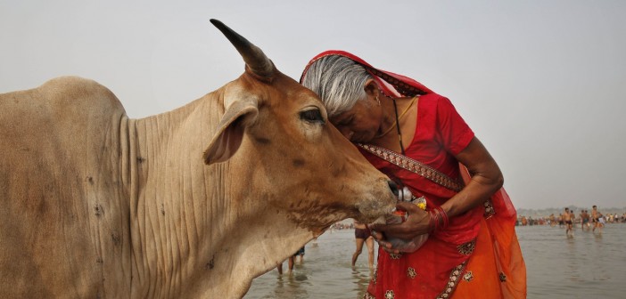 Beef ban: Indian woman cares for sacred cow