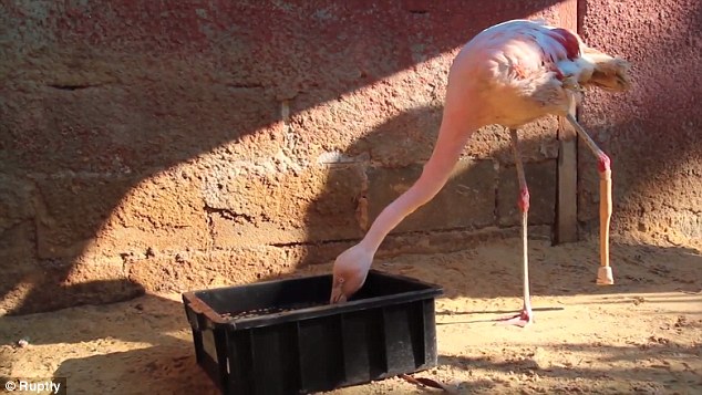 As soon as the flamingo has gotten used to the new limb it will be reintroduced to its group enclosure. Source: Ruptly