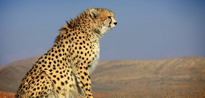 Asiatic-cheetah_11-4_2014_GalleryLarge