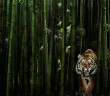 tigerbamboo