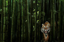 tigerbamboo